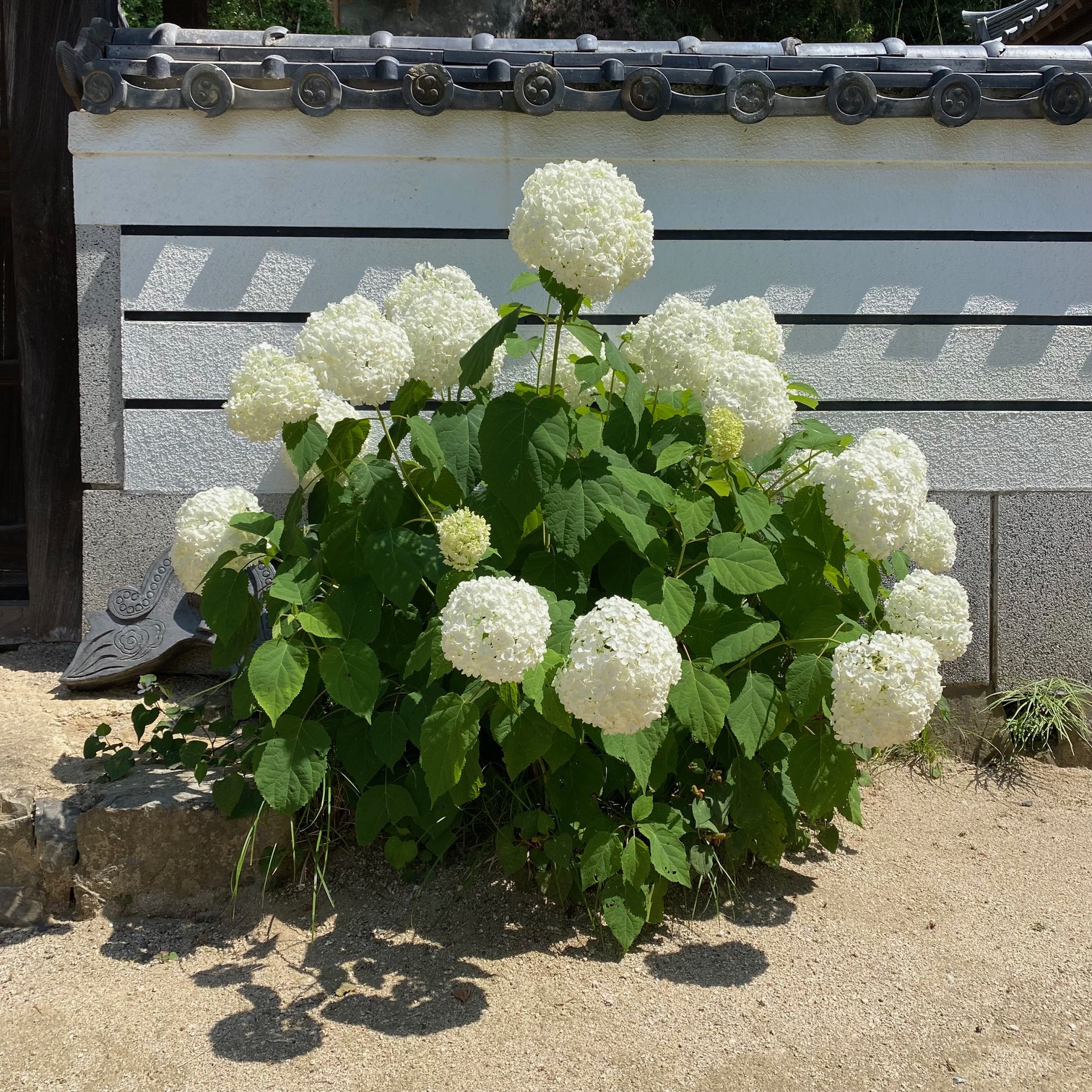20250619 椅子を追加しました!1.jpg