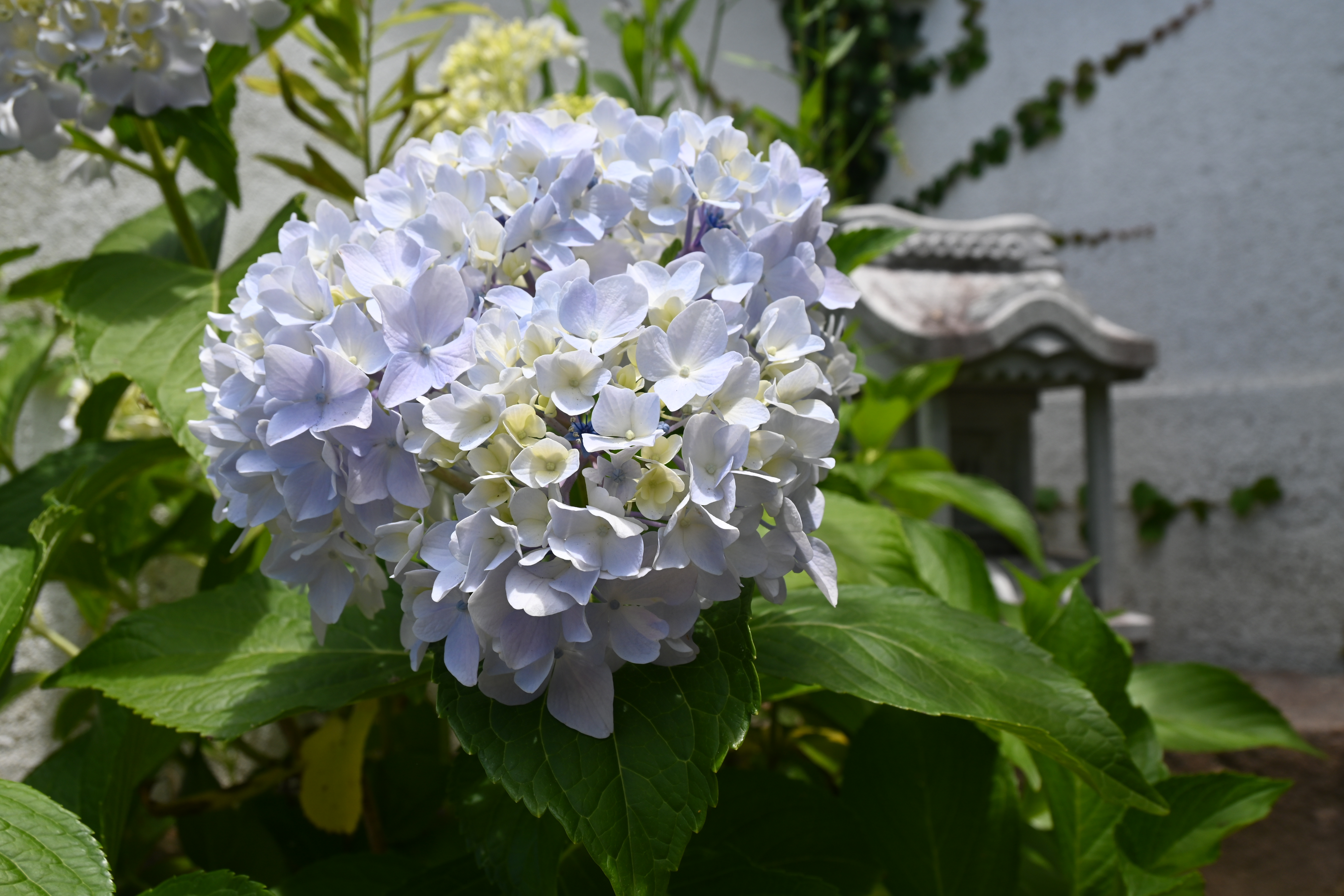 20260615　紫陽花が咲きました2.JPG