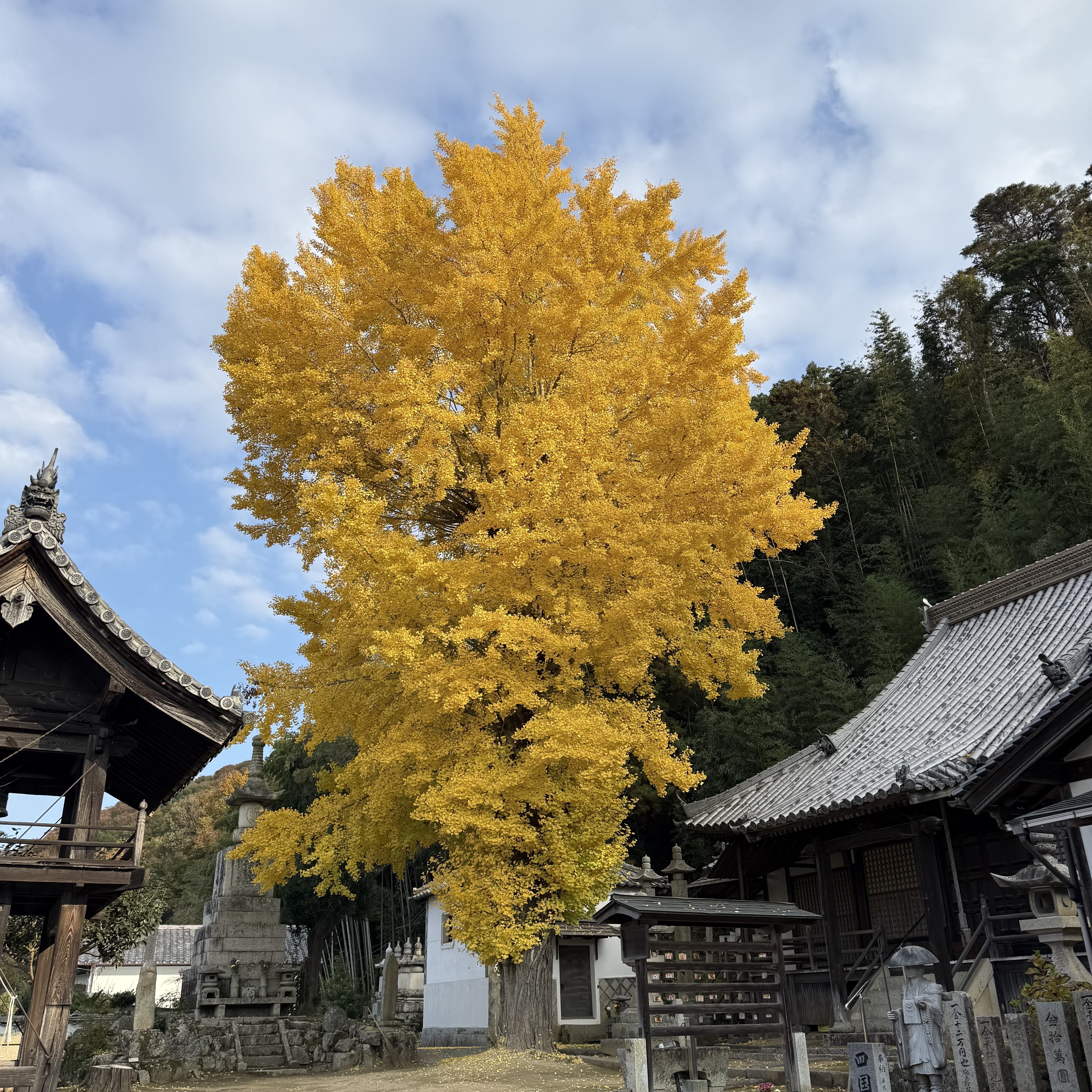 20251130　銀杏　4.jpg